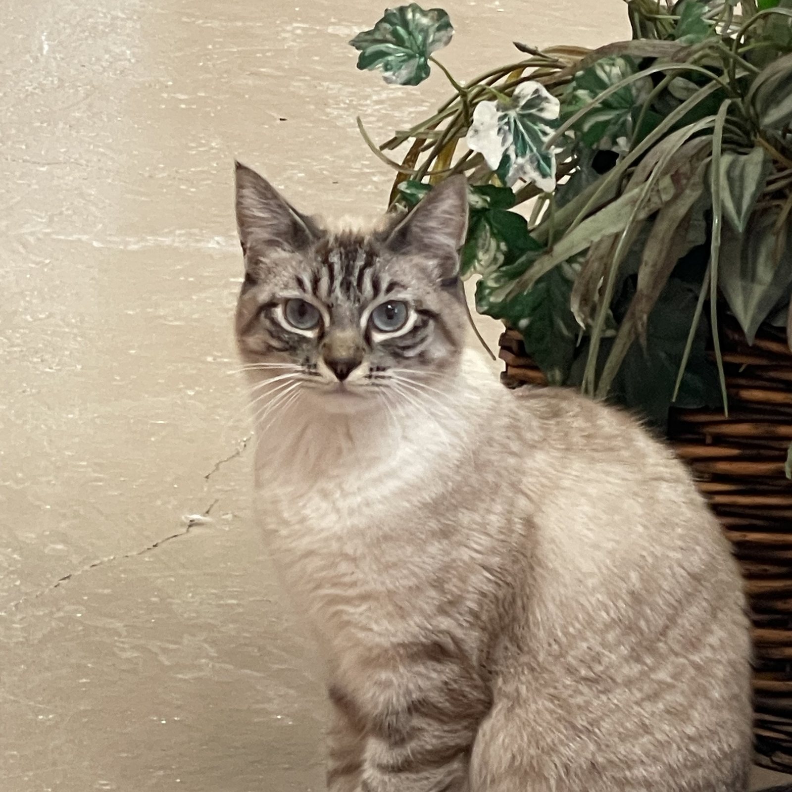 Siamese mix cat sitting beside a plant